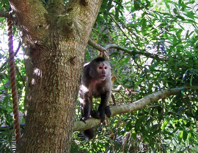 BamBam climbing trees