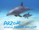 ARzone Logo