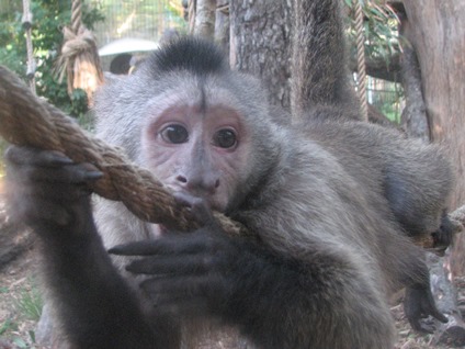 BamBam, a weeper capuchin
