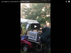 Leo Rides on a Golf Cart to His New Habitat