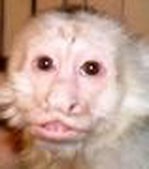 This capuchin's owner had all of his teeth surgically removed.